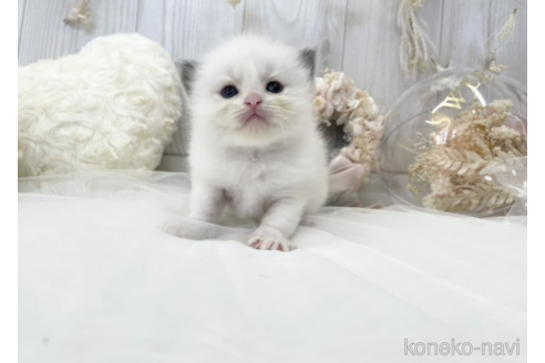 成約済の大阪府のラグドール-48164の4枚目